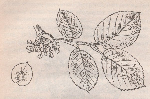 Вяз раскраска