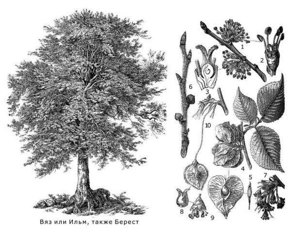 Вяз, граб лиственное дерево