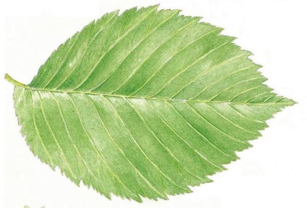 Листья вяза и ясеня