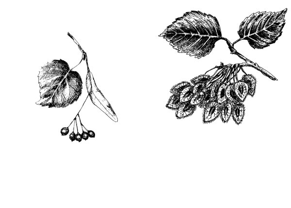 Ветки береза