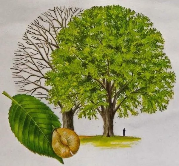 Мужское дерево