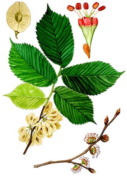 Вяз гладкий листья