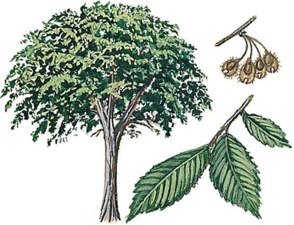 Дерево род Вязов