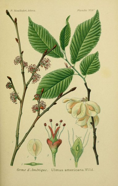 Вяз шершавый Ботаническая иллюстрация