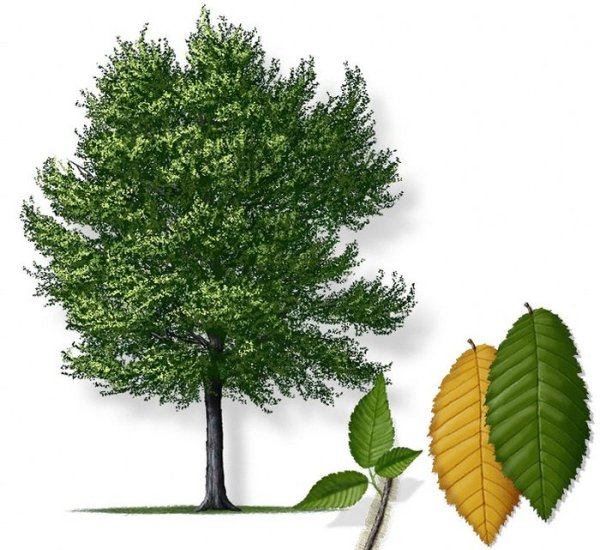 Вяз на белом фоне