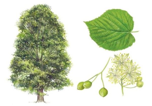 Вяз дерево для детей