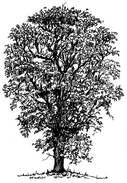Вяз дерево рисунок