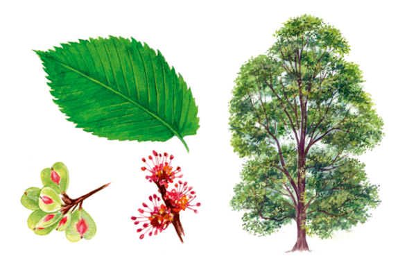 Вяз листья и плоды