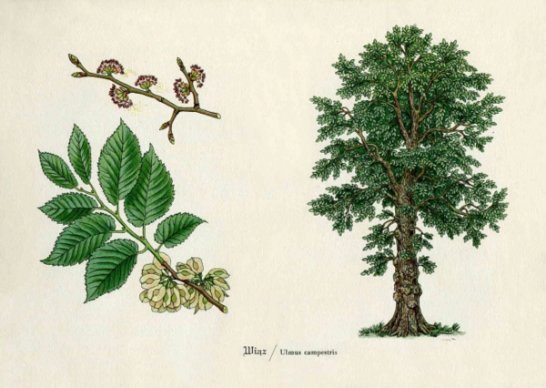 Вяз полевой Ulmus Campestris