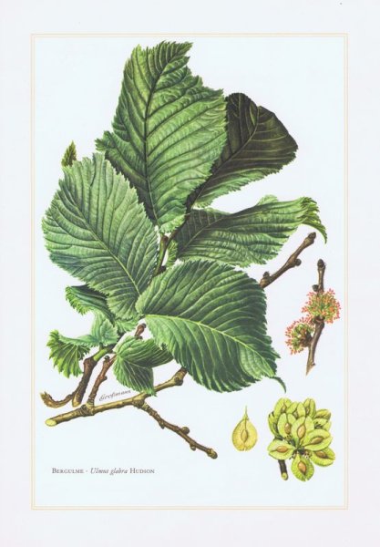 Вяз шершавый (Ulmus glabra)