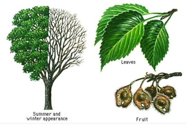 Вяз листья и плоды