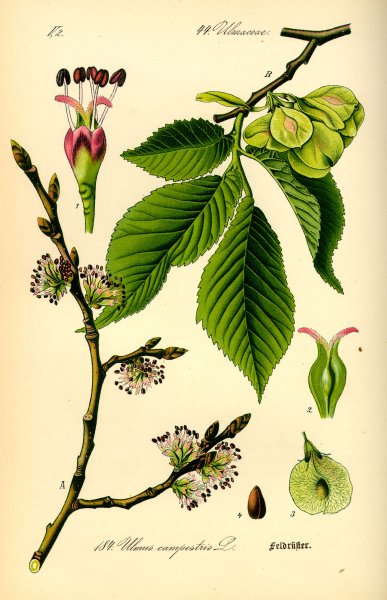 Вяз граболистный (Ulmus suberosa)