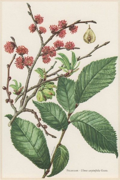 Вяз полевой (Ulmus carpinifolia)