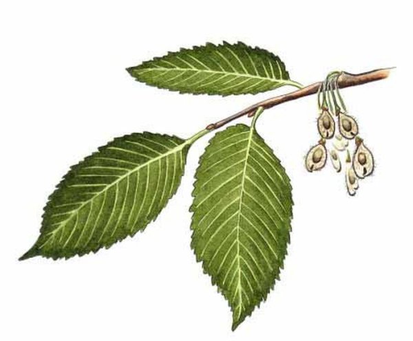 Лист вяза рисунок