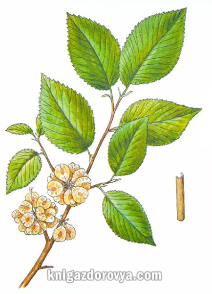 Вяз граболистный листья