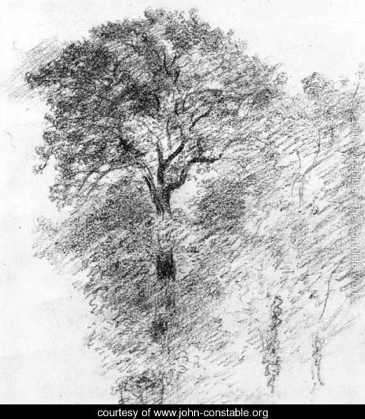 Вяз рисунок карандашом