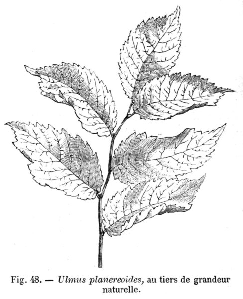 Строение листа вяза