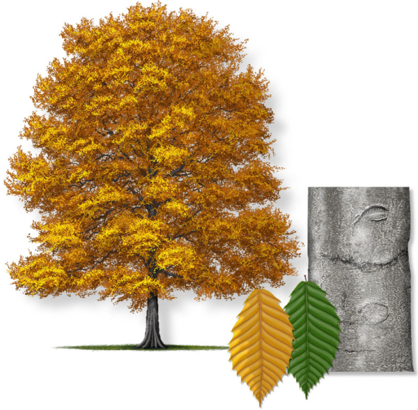 Бук крупнолистный