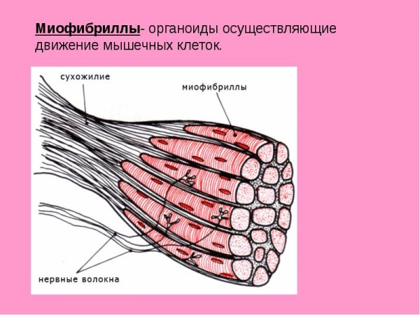 Органоиды движения клетки миофибриллы