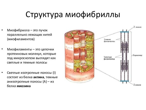 Строение миофибриллы гистология