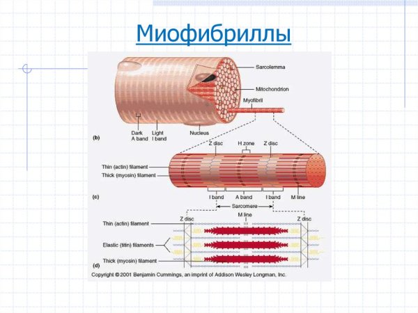 Миофибриллы мышечных волокон функции
