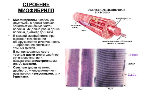 Схема микроскопического строения миофибриллы