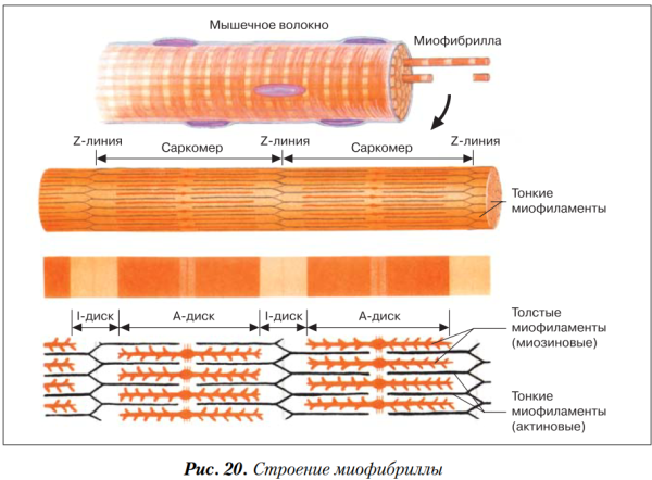Мышечное волокно саркомер