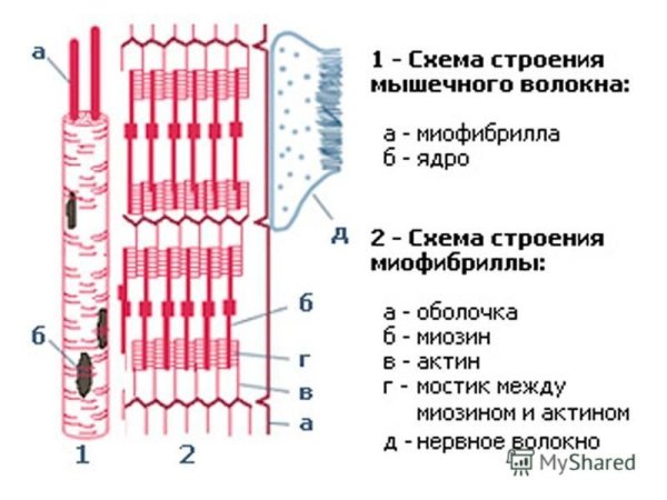 Схема поперечно полосатого мышечного волокна