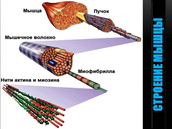 2 Миофибриллы мышечного волокна