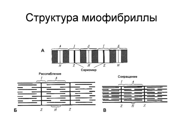 Схема строения миофибриллы