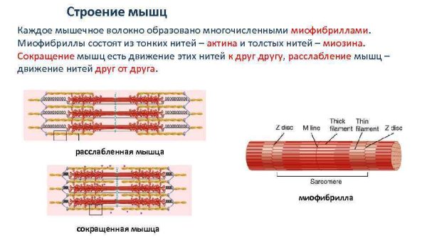 Мышцы миофибриллы