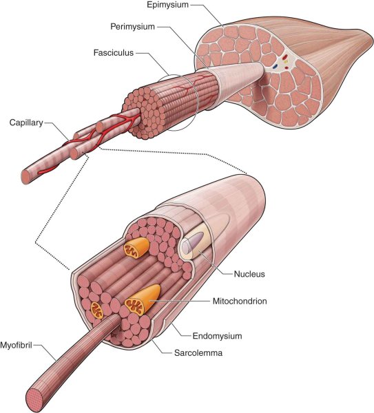 Мышечное волокно миофибриллы саркомер
