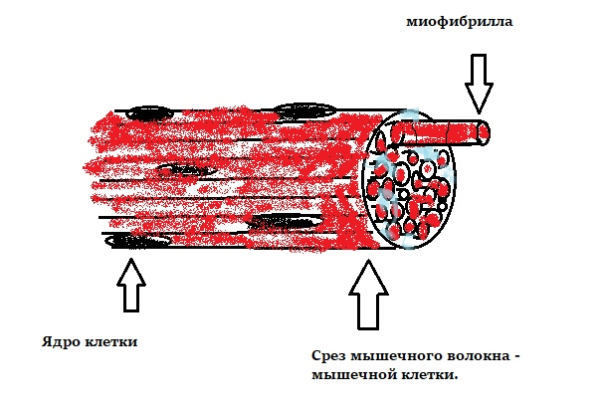 Функциональное строение мышечного волокна