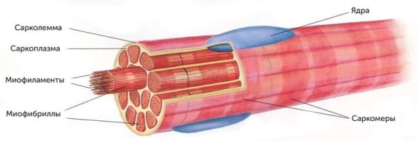 Поперечный срез саркомера