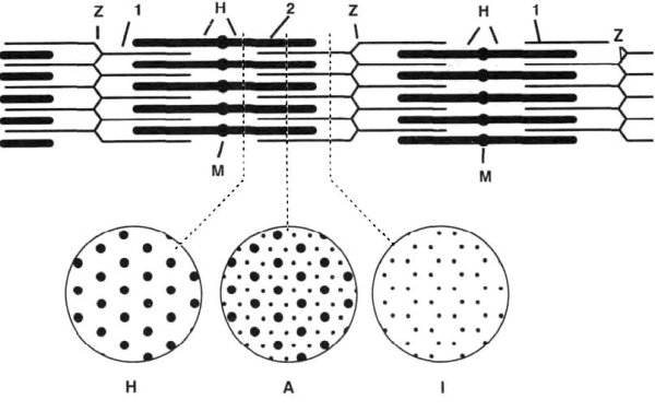 Строение мышечной ткани саркомер