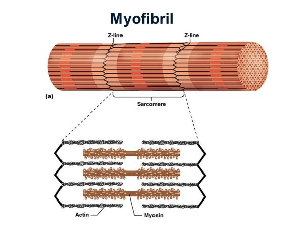Строение мышечного волокна рисунок