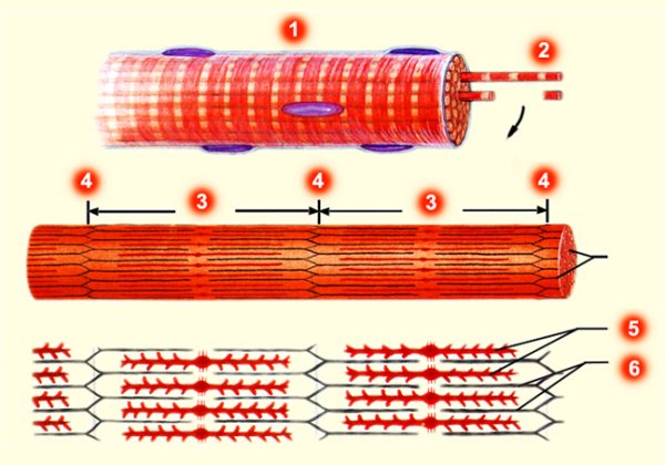 Строение поперечно полосатого волокна