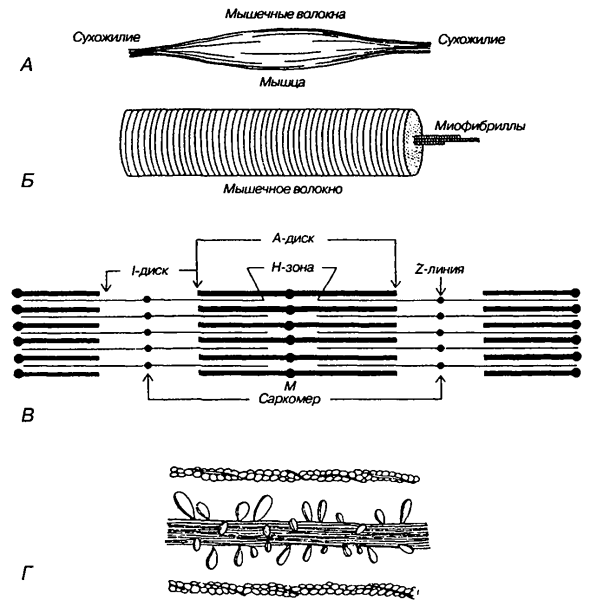 Функциональное строение мышечного волокна