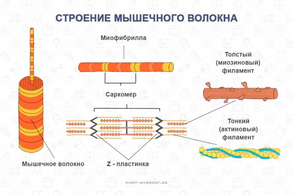Строение мышечного волокна анатомия