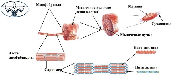 Строение мышечного волокна и мышечной ткани