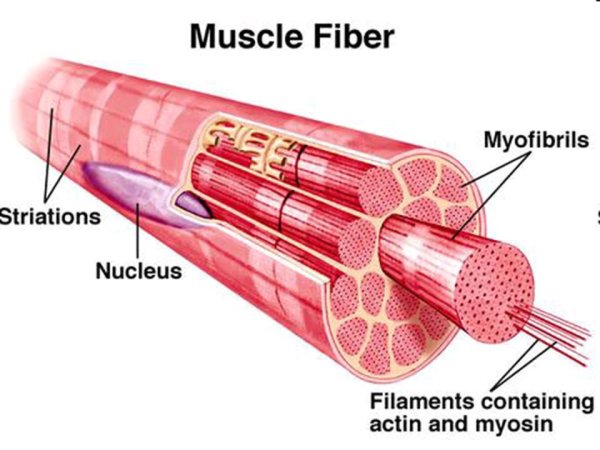 Строение скелетной мышцы рисунок