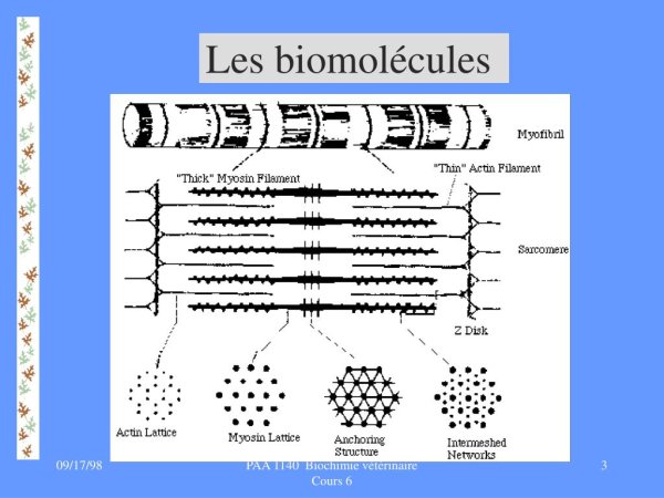 Саркомер и сарколемма