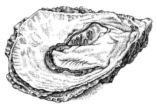 Устрица карандашом