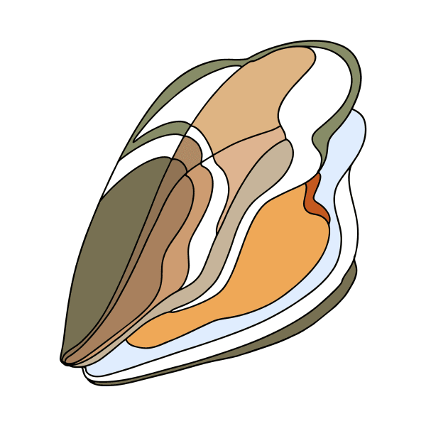 Устрицы рисунок карандашом