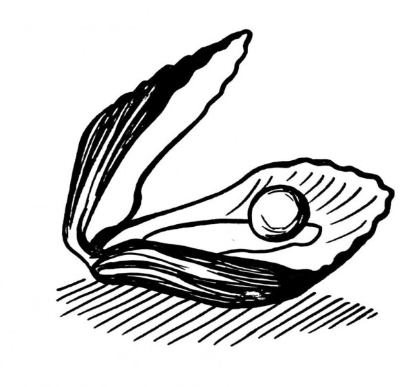 Нарисовать устрицу