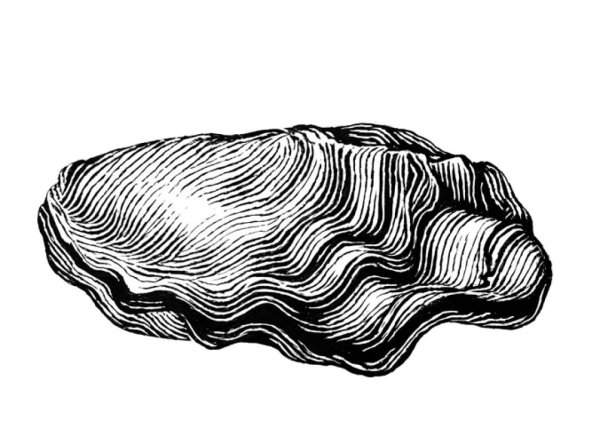 Нарисовать устрицу