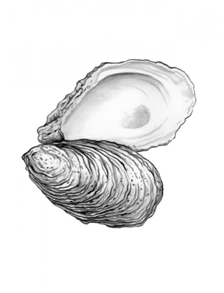 Устрица вектор