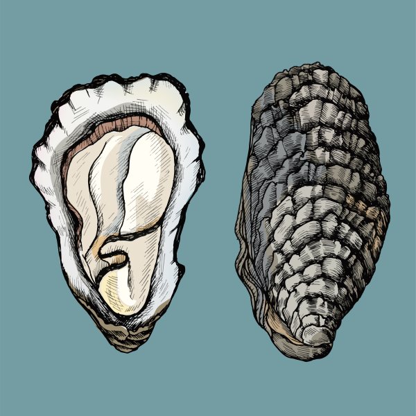 Пиктограмма устрицы