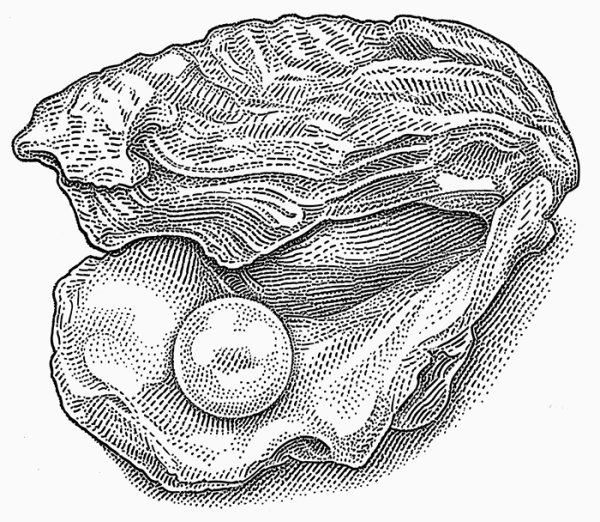 Устрица клипарт