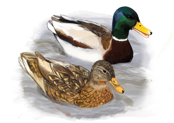 Утка для детей